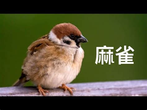 麻雀風水|【麻雀做窩】麻雀飛進家裡築巢？居家風水大解析！